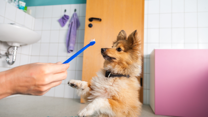 Hur hunden eller katten svarar på tandborstningen varierar från individ till individ.  Foto: Shutterstock